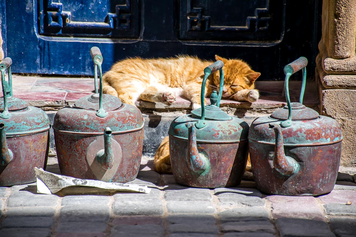 Gatto a riposo nelle vie di Essaouira