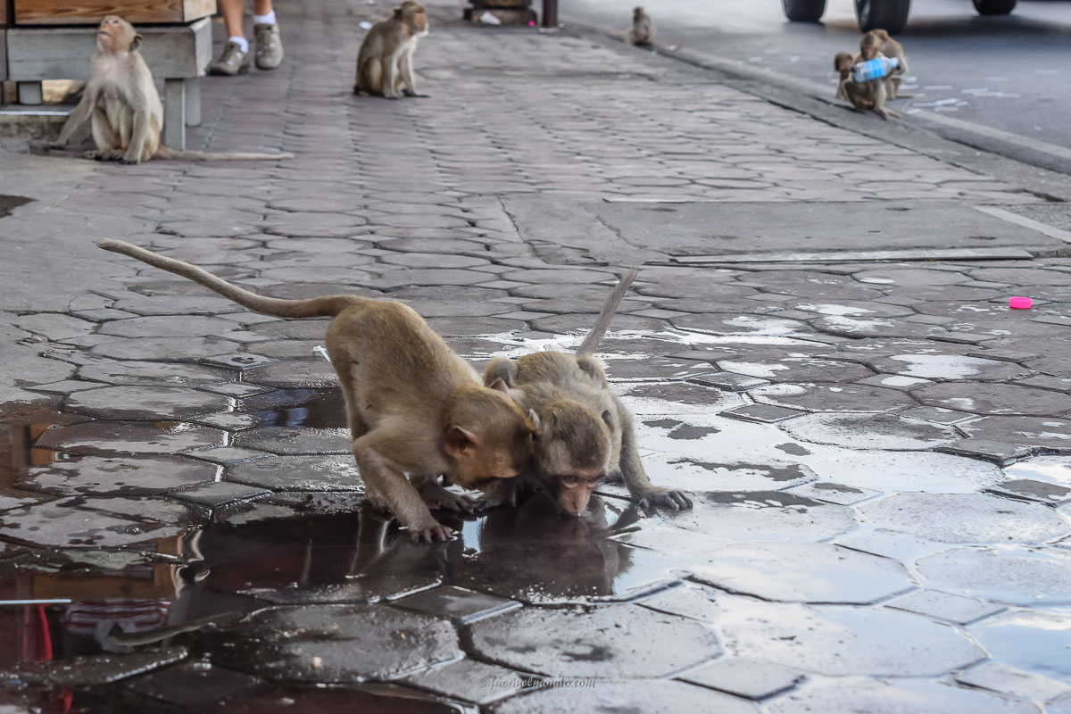 Scimmie che bevono a Lopburi