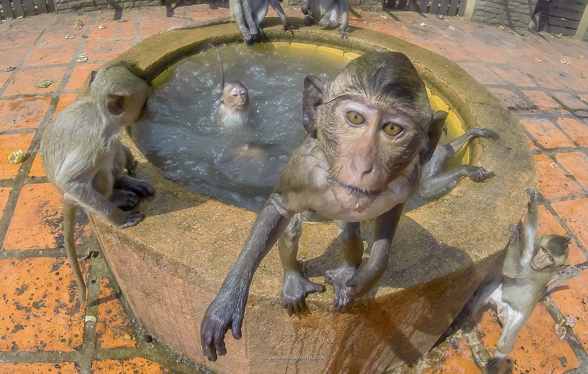 Primo piano scimmia a Lopburi